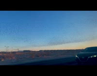 Large flock of birds fly like waves