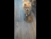 Submitter films dog walk around the house