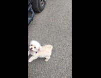 Dog gets excited to go for camping