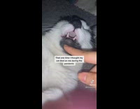 Cat dead asleep owner moving its face 