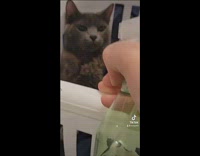 Grey cat bites girls hand and she threatens it with water bottle