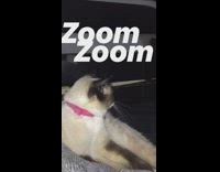 zoom challenge white cat on black couch dragged away by owner