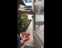 BitchMP - Trick or treat peacock 