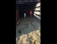 Collab PubityPets - White Young Bull Runs Around with Kid Pink Shirt