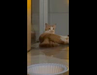 Collab ClipsIG - Guy feeds stray cat on street night