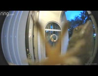 Lizard climbs front door cctv camera lenses