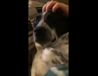 Girl pets black white dog purple wall 