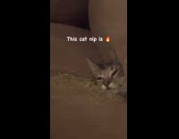 Collab VIBES - Cat high on catnip submerged on couch