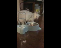 Grey white cat wipes floor with paw