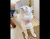 Grey white cat pink bow eats treat 