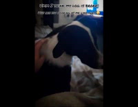 Black white dog looks at girl laughs