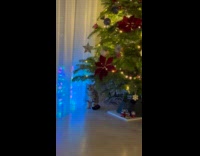 Fluffy cat sits under the Christmas tree