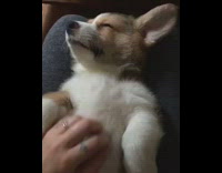 corgi laying on persons legs gets its belly rubbed