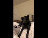 Dog impatient wants pets as mom works