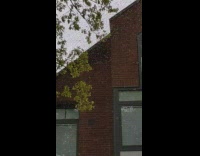 Large number of bees fly in the sky