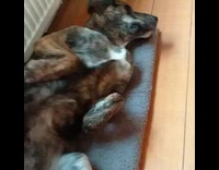 Dog lie down stretches body on floor