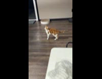 Orange white cat jump turn and meows