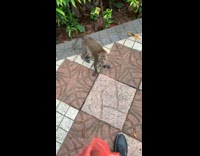 Monkey throws away food gave by filmer