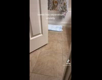 Collab BitchMP - Small kitten jumps onto womans leg in bathroom