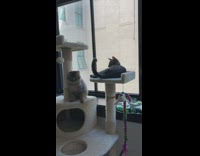 Brown cat plays with tail tower window 
