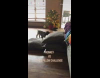 Baby goat climbs stack of pillows couch 