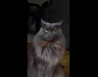 Submitter films cat stare down with camera