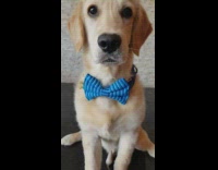 Girl throws blue bowtie dog wears it