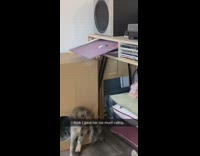 Cat falls out desk knocks down folders