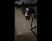 Black dog jacket shake and stretch down