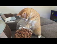 Cat reaches into container and grabs pretzel 