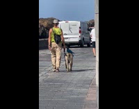 Man walking with pet dog and parrot 