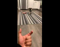 Pug dog puts face between fingers trick 