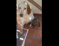 small black cat plays with white hound dog