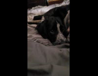 Woman playing with dog trying to bite her hand 