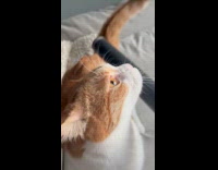 Cat loves playing with vacuum cleaner