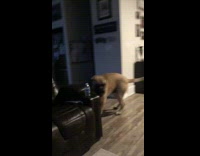 Dog run towards owner after he barks and growls