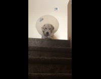 Dog on top of stairs inside of cone put it on itself 