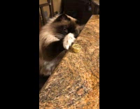 Himalayan cat knock over golden reese cup