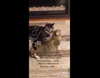 Cat puts butt in front of other cat 