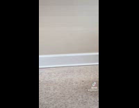 Cat spies owner taking care of dog