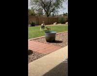 Dog has zoomies and runs in the backyard 