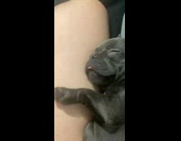 Grey french bulldog puppy sleeps dreams tongue 