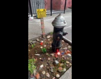 Collab WINY - Koi fish pond on street fire hydrant