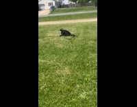 Black dog loves to roll on grass