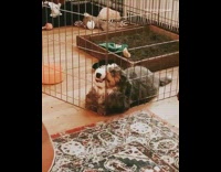 Dog bites metal gate teeth showing