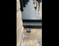 Collab winy - Large dead rat in trap on sidewalk