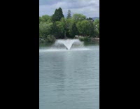 Bird sit under the water fountain lake
