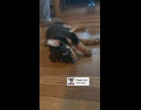 Black brown puppy rolls around wood floor 
