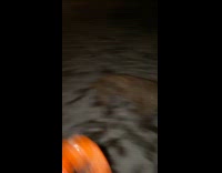 Dog jumps like a deer over snow