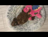 Dog hugs toy animal kicks legs